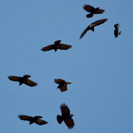 aves
