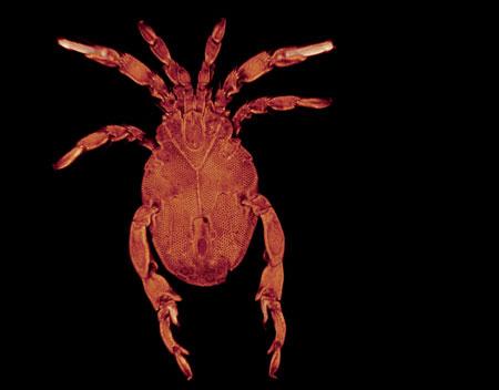 Vista ventral de 'Stygalbiella miguelangeli'. / Antonio G. Valdecasas