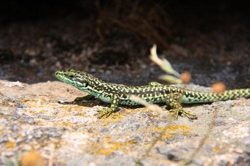 Ejemplar de lagartija carpetana sobre una roca