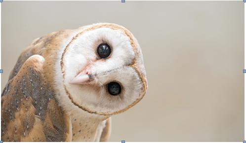 Lechuza, Tyto alba, es el depredador predominante en Wonderwerk (Sudáfrica) Imagen de Anan Kaewkhammul. Shutterstock. 