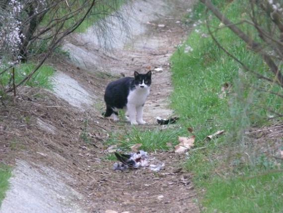 Gato callejero fotografiado por Mario Díaz