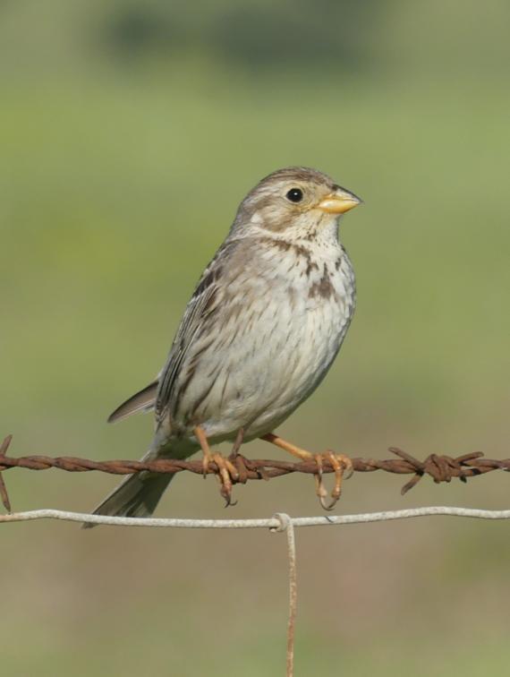 El triguero es una de las especies que se emplea para calcular el Índice de Aves Agrícolas, aunque no sólo ocupa medios agrícolas sino también pastizales y dehesas. / Mario Díaz
