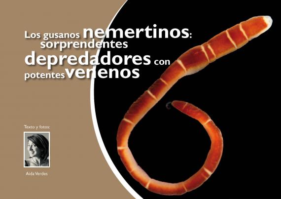 Los gusanos nemertinos: depredadores con potentes venenos