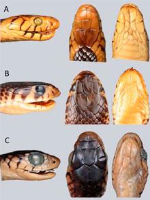Una de las imágenes del catálogo que muestra las vistas lateral, dorsal y ventral de las cabezas de las serpientes del género Naja. A) Naja (boulengerina) melanoleuca. B) Naja (boulengerina) multifasciata y C) Pseudohaje goldii  / Alberto Sánchez-Vialas