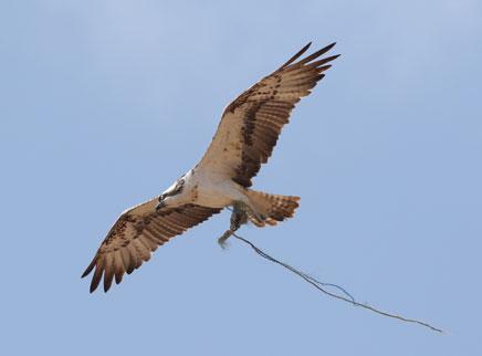 Adulto de águila pescadora volando y con un residuo plástico enganchado en las garras