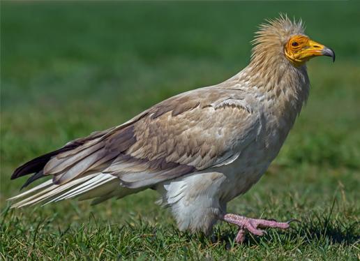 A la izquierda un ejemplar adulto de alimoche, Neophron percnopterus. / Jorge de la Cruz
