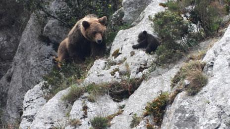 Imagen de una hembra de oso pardo y una de sus crías tomada en Asturias. / Vincenzo Penteriani