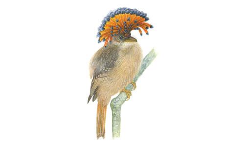 Mosquero real amazónico, Onychorhynchus coronatus/ Viviane Chonchol