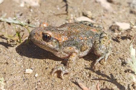 ejemplar adulto de Alytes obstetricans lusitanicus. / Carlos Caballero Díaz.