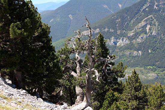 Un ejemplar de 400 años de Pino negro, (Pinus uncinata), en los Pirineos / Ernesto tejedor