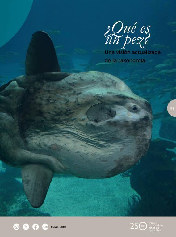 ¿Qué es un pez? Una visión actualizada de la taxonomía global de los peces