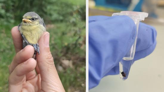 Herrerillo y parásito/ Marina García del Río 