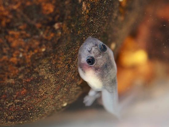 Un Renacuajo de Barbourula busuangensis adherido con su boca en forma de ventosa a la roca del nido para evitar ser arrastrados por la corriente.  / Marta Miñarro