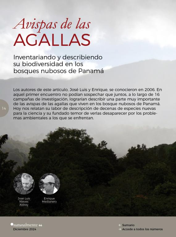 Avispas de las Agallas. Inventariando y describiendo su biodiversidad en los bosques nubosos de Panamá