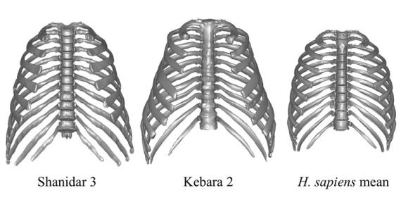 Vista frontal de los modelos torácicos 3D pertenecientes a los Neandertales Shanidar 3 y Kebara 2. A su derecha, caja torácica media calculada estadísticamente utilizando la muestra comparativa de Homo sapiens / Laboratorio de Morfología Virtual del MNCN-CSIC