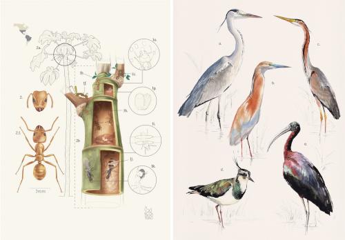 Obras ganadoras Illustraciencia 12