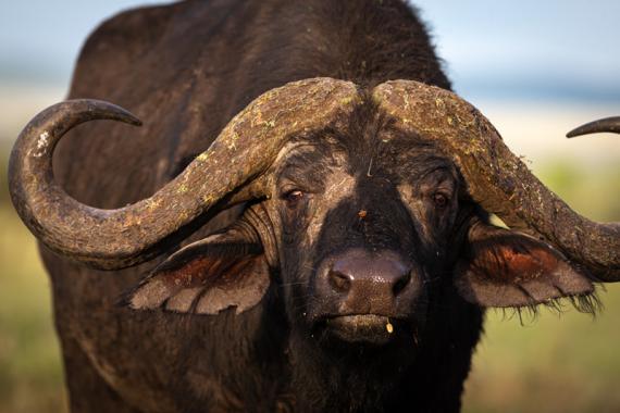 Izquierda) Manada de ñus, Connochaetes taurinus en la sabana de Tanzania. Derecha) Búfalo africano, Syncerus caffer, en Tanzania / Juan López Cantalapiedra