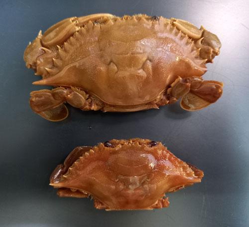 Callinectes pallidus (de Rochebrune, 1883), MNCN 20.04/03200