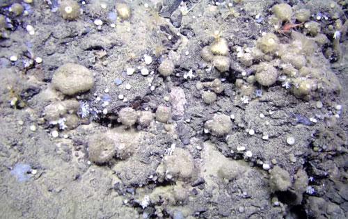 Photo of a North Atlantic sponge ground of Geodia hentscheli below 2,000 meters deep. Paco Cárdenas