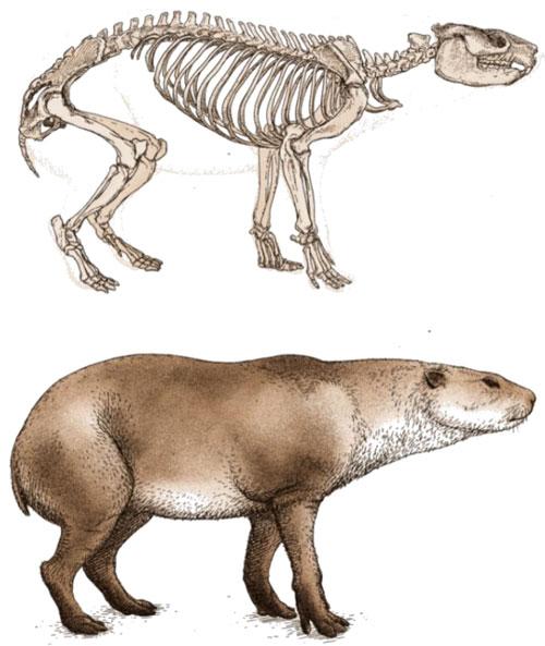 Paleorreconstrucción de un mesoterio, ungulado nativo sudamericano, realizada por Juan Esteban Rodríguez.