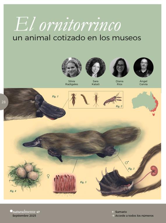 El ornitorrinco. Un animal cotizado en los museos