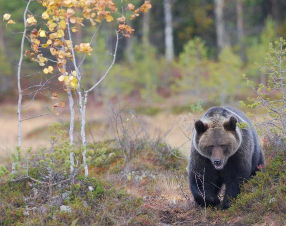 Oso de Finlandia /Vincezo Penteriani