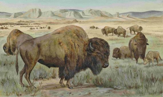 Acuarela de bisontes americanos dibujada por Cabrera antes de salir de España 