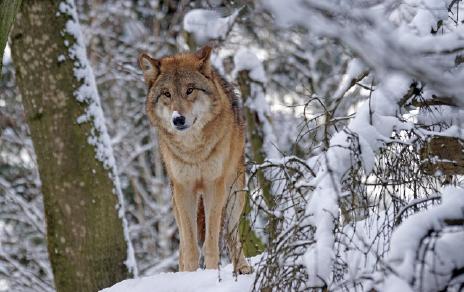 Lobo tibetano Canis lupus chanco / pixel-mixer-1197643