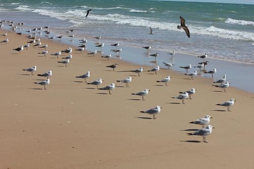 Gaviotas en las costas españolas / Carlos Cano-Barbacil