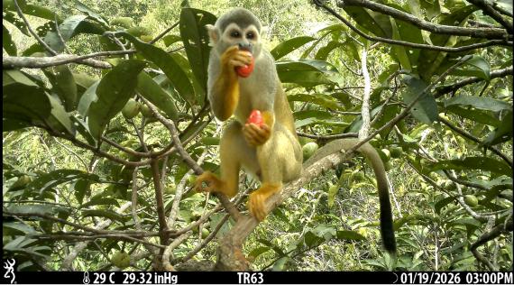 Imagen de fototrampeo analizada por TropiCam-AI