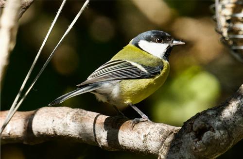 Carbonero común, Parus major, una de las nueve especies estudiadas / Santiago Merino