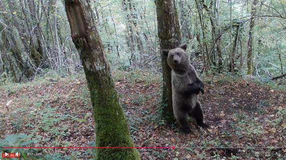 Imagen de uno de los videos de fototrampeo 