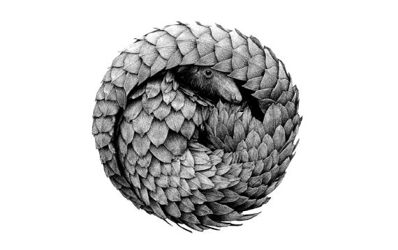 ‘Pangolín’, de Raquel Reis Silva, Premio Ilustración Naturalista en Illustraciencia 13. 
