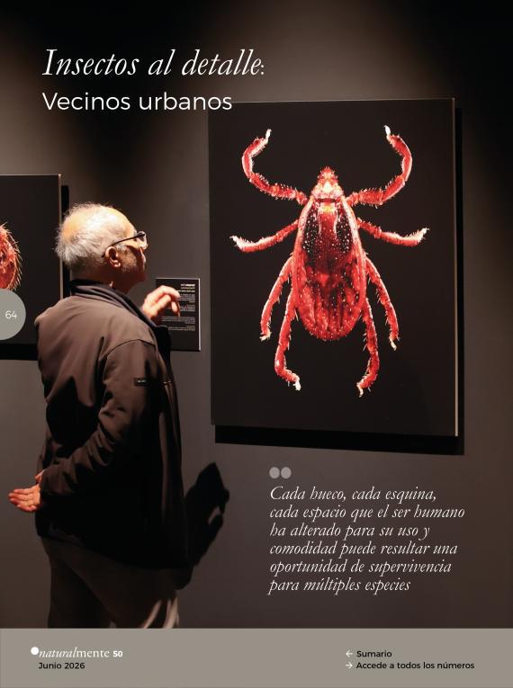 Insectos al detalle: Vecinos urbanos