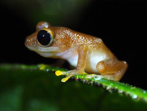 ejemplar de "Pristimantis chalceus", una de las especies que aún se pueden encontrar en la Reserva Natural La Planada