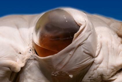 Detalle ojo calamar gigante